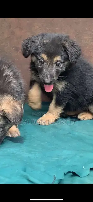 1-3 months Female Purebred German Shepherd