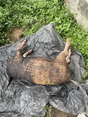 Processed Pig Meat for Sale