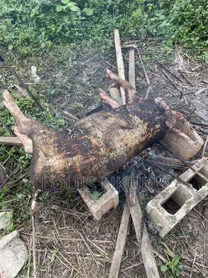 Processed Pig Meat for Sale
