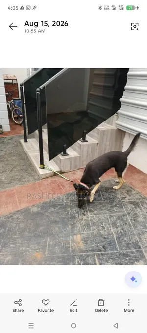 1+ year Female Purebred German Shepherd