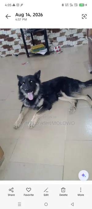 1+ year Male Purebred German Shepherd