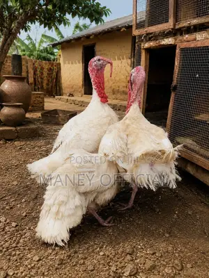 Male Adult Turkeys