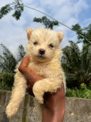 1-3 months Female Purebred American Eskimo