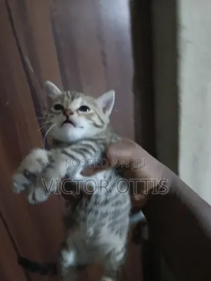 0-1 month Female Purebred American Shorthair