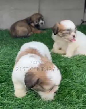 1-3 months Female Purebred Lhasa Apso