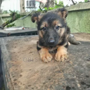 1-3 months Female Purebred German Shepherd