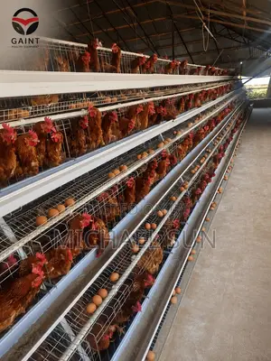 Battery Cages Chicken Farming Cage