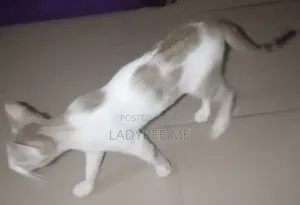 3-6 months Female Purebred Cat