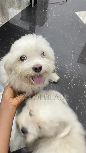 1+ year Male Mixed Breed Lhasa Apso