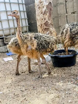 Juvenile Ostrich Couple for Sale
