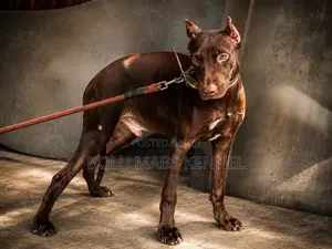 3-6 months Male Purebred American Pit Bull Terrier