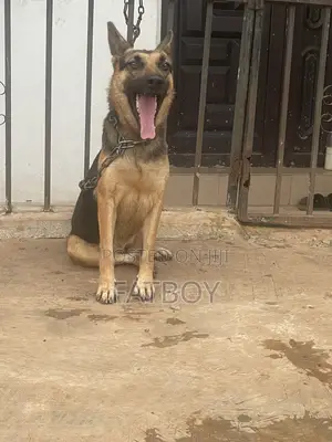 1+ year Female Purebred German Shepherd