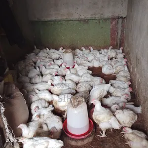 Jumbo Broilers