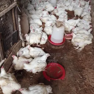 Jumbo Broilers