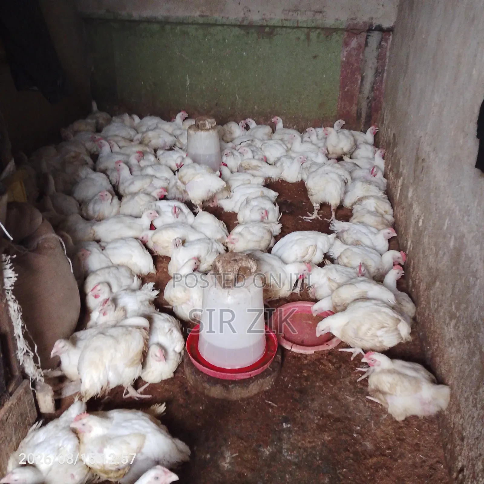 Jumbo Broilers