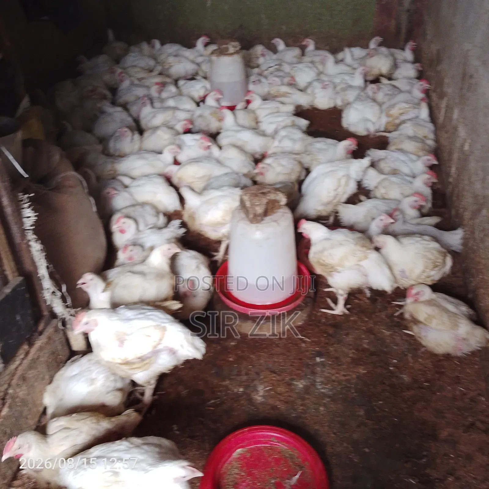 Jumbo Broilers