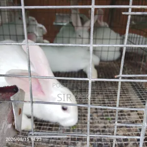New Zealand Rabbit