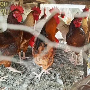 Cockreal 2.5kg
