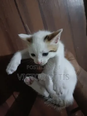 1-3 months Female Purebred American Shorthair