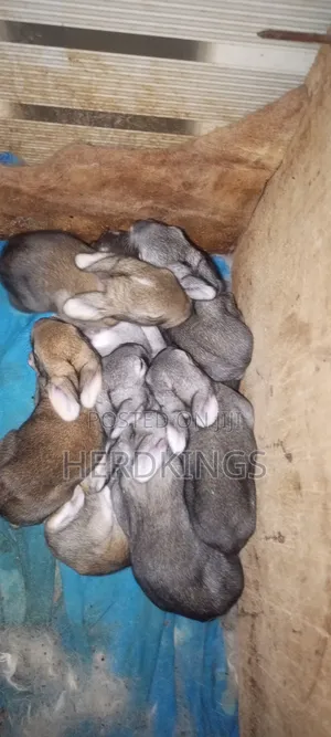 Imported Chinchilla Rabbit Sales