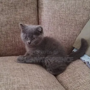 1-3 months Female Purebred British Shorthair