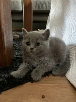 1-3 months Male Purebred British Shorthair