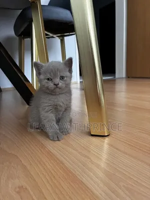 1-3 months Female Purebred British Shorthair
