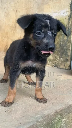 1-3 months Male Purebred German Shepherd