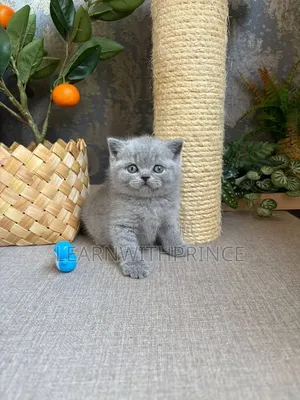 1-3 months Male Purebred British Shorthair