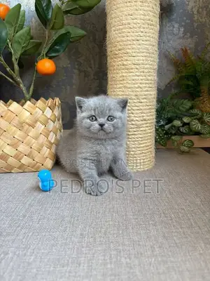 1-3 months Male Purebred British Shorthair