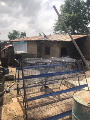 Poultry Battery Cage