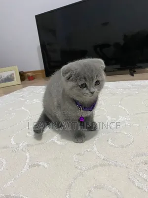 1-3 months Female Purebred British Shorthair