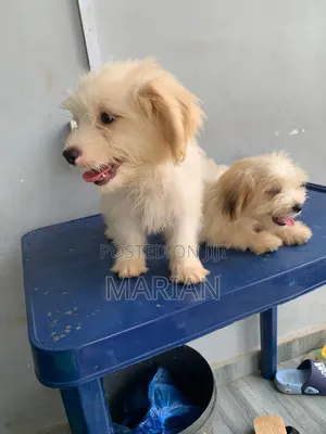 3-6 months Male Purebred Lhasa Apso