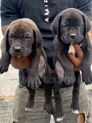 1-3 months Male Purebred Cane Corso