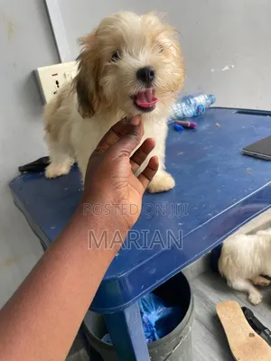 1-3 months Female Purebred Lhasa Apso