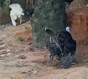 Turkey Let's Go Let's Go