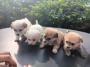 0-1 month Female Purebred Lhasa Apso