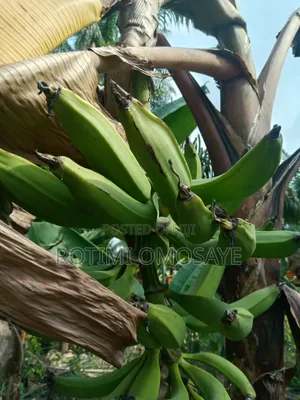 Clean Sun Dried Plantain Flour – Bulk Available