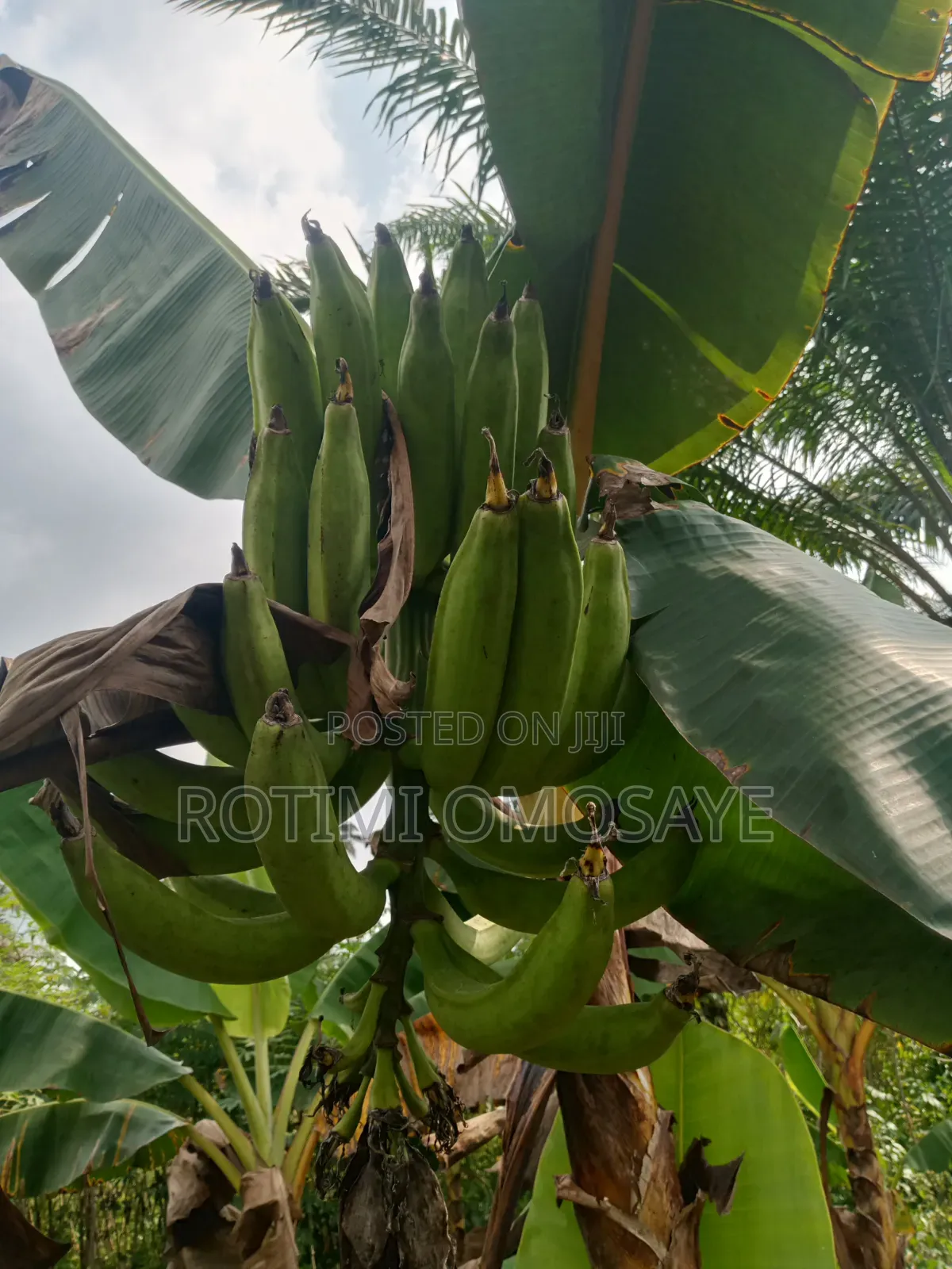 Clean Sun Dried Plantain Flour – Bulk Available