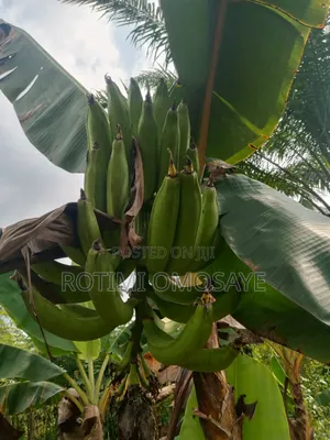 Clean Sun Dried Plantain Flour – Bulk Available
