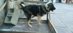 3-6 months Female Purebred Caucasian Shepherd