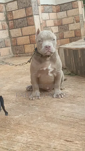 3-6 months Male Purebred American Bully