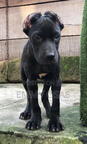 3-6 months Male Purebred Cane Corso