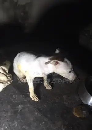 1-3 months Female Purebred American Pit Bull Terrier