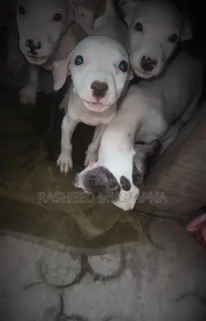 1-3 months Female Purebred American Pit Bull Terrier