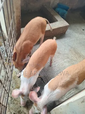 Pigs Grower