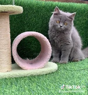 3-6 months Female Purebred Turkish Angora