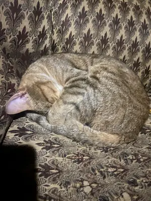 1+ year Male Mixed Breed American Shorthair
