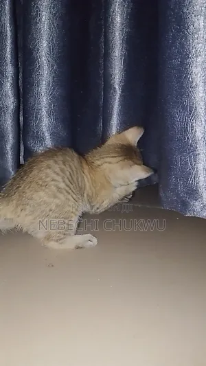 0-1 month Female Purebred Tabby