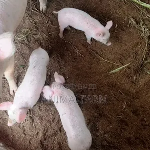 Landrace Piglets